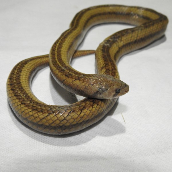 On the distribution of Cantor's Kukri snake Oligodon cyclurus (Cantor, 1839) (Squamata: Colubridae) from Nepal,We provide confirmed locality records with notes on some aspects of natural history information for O. cyclurus.,https://www.researchgate.net/publication/342572504_On_the_distribution_of_Cantor's_Kukri_snake_Oligodon_cyclurus_Cantor_1839_Squamata_Colubridae_from_Nepal