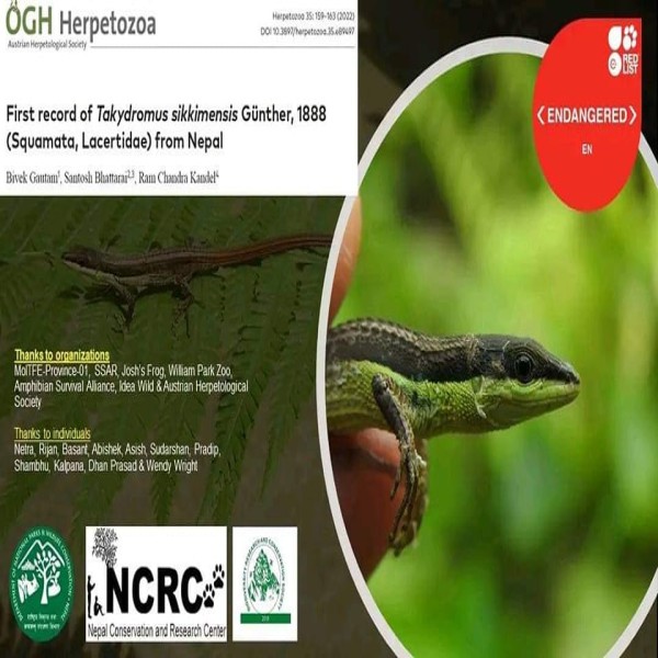 First record of Takydromus sikkimensis Günther, 1888 (Squamata, Lacertidae) from Nepal,We report the first record of Sikkim grass lizard, Takydromus sikkimensis Günther, 1888 in Nepal based on morphological characters such as the presence of four pairs of femoral pores, 12 rows of ventral scales, tail more than 3.6 times longer than snout-vent length. Our record of T. sikkimensis at Miklajung, Morang district represents the western-most observation of the species, ca. 94 km west of its type locality, Sikkim, India and is the first in Nepal for this species, genus, and family. This record is from Chure/Siwalik hill range which lies outside of Nepal’s protected area network. This species is listed as Endangered by the International Union for Conservation of Nature and Natural Resources and warrants detailed inventory and immediate conservation interventions.,https://www.researchgate.net/publication/362566457_First_record_of_Takydromus_sikkimensis_Gunther_1888_Squamata_Lacertidae_from_Nepal