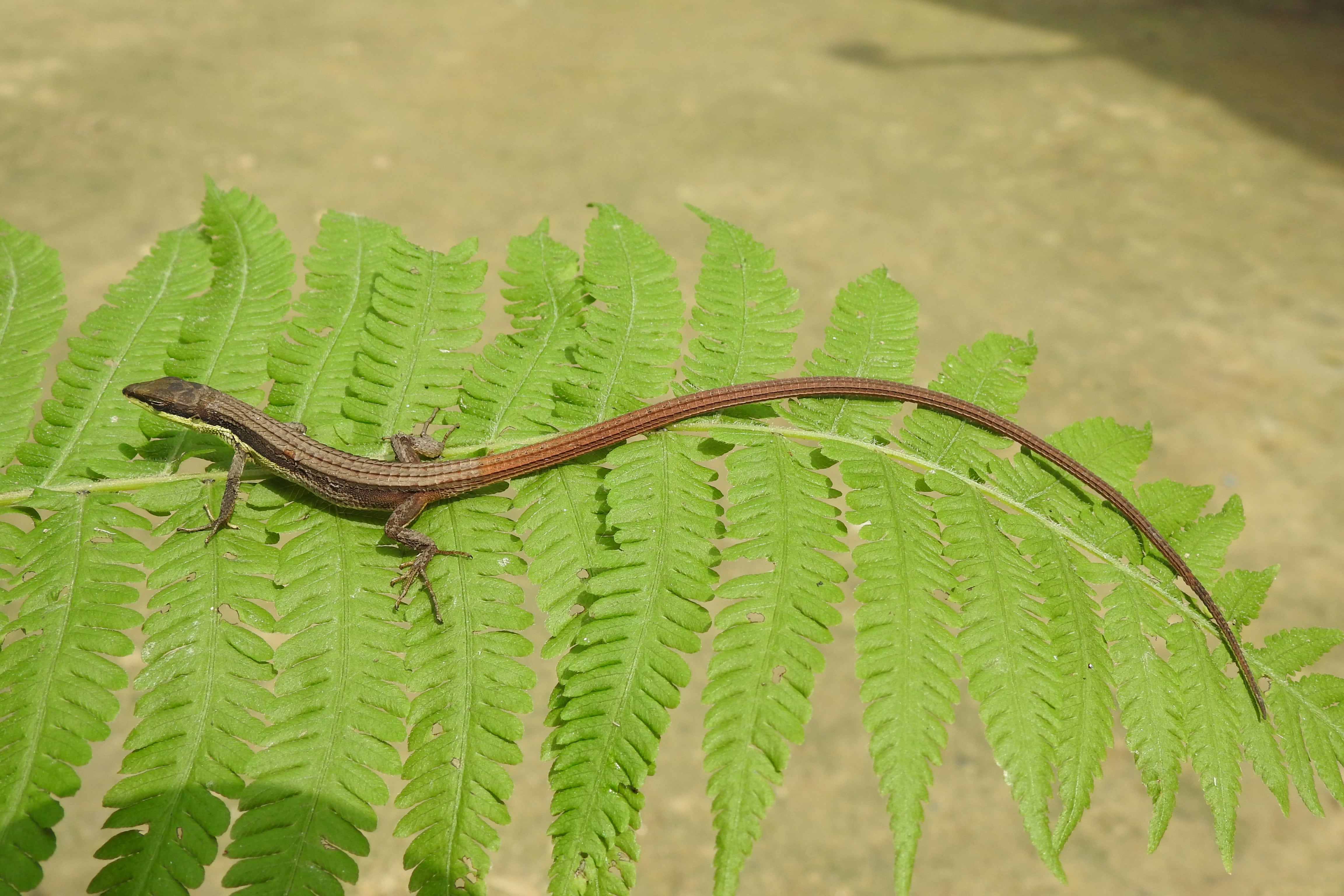 Takydromus sikkimensis: a new species of lizard for Nepal,Takydromus sikkimensis: a new species of lizard for Nepal