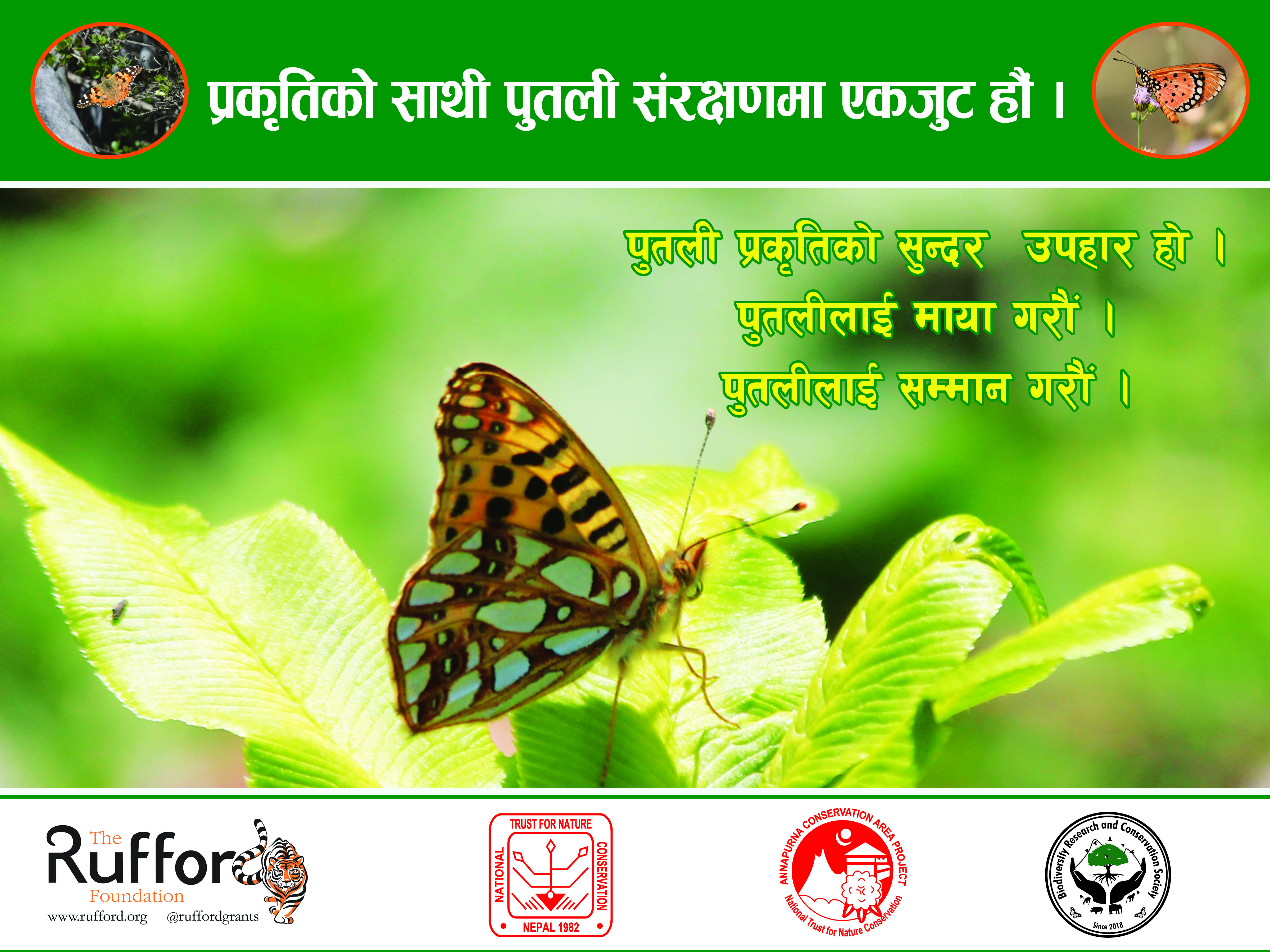 Butterfly conservation workshop,Bimal Raj Shrestha is an entomologist of BRCS, who is working on conservation of Himalayan Butterfly
