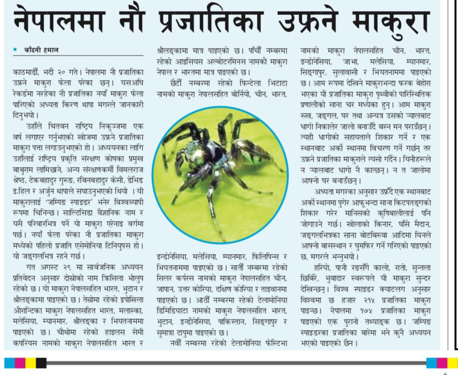 Nine species of jumping spider new to Nepal