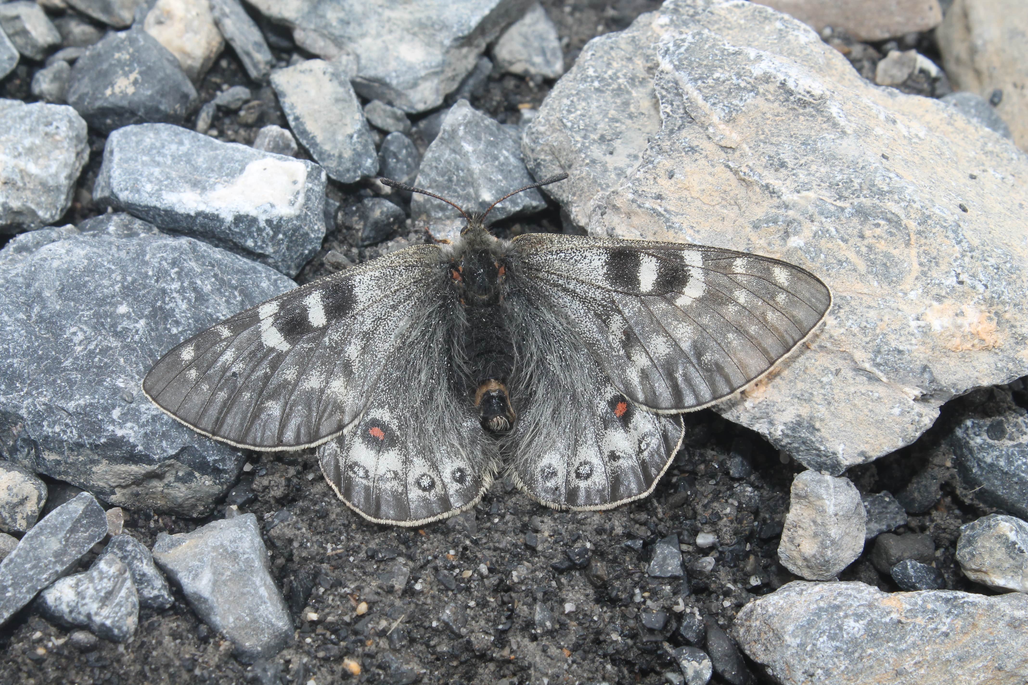 Butterﬂies of the Trans-Himalayan Region: Spatial Distribution, Status and Strengthening Conservation Approaches